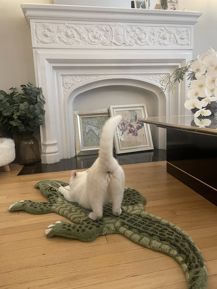 neko_ishokuju's tweet photo. ただいま。ネコチャン用カーペットをお土産に🐊 https://t.co/sA3xEIYYs9
