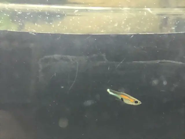 Natura_Aquarium's tweet photo. 今月のお買い得品（8月分）を掲載しました https://t.co/mGANtXNPuJ
#ワイルドベタ #アクアリウム #熱帯魚 #卵胎生メダカ https://t.co/ANsjrRhGOT