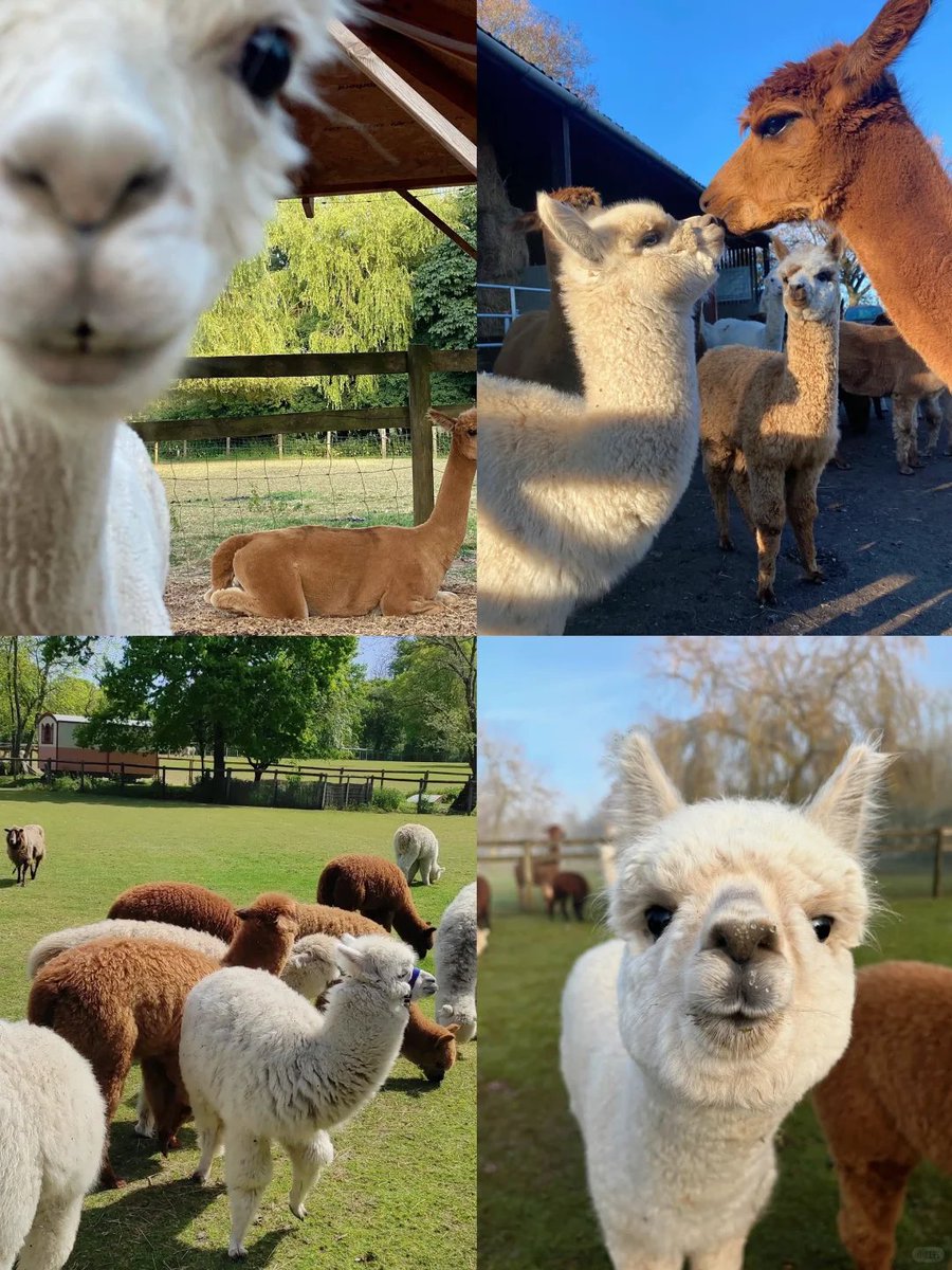 GeoffSimpsh6w's tweet photo. Soft souls on the farm https://t.co/SqGDKJaenY