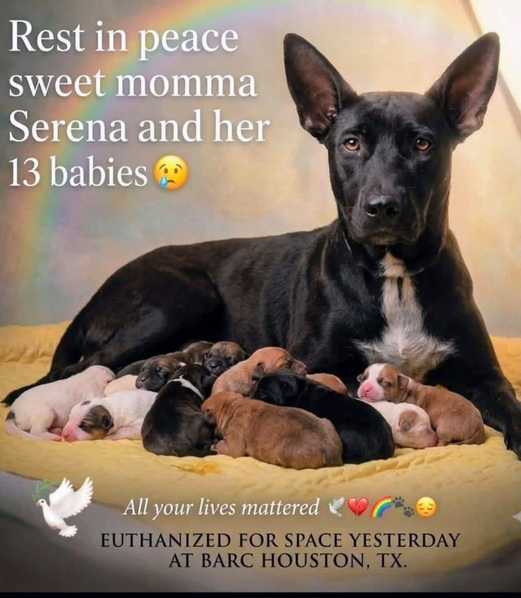 8415_n's tweet photo. Serena &amp; 13 babies were 14 of 175 dogs who were killed NOT "euthanized"‼️at #BARC #Houston bc the wealthiest "animal care system" on earth has no "space" while ppl "breed" &amp; dump with impunity.
It's the pets who pay the ultimate price &amp; we keep losing our sleep &amp; health &amp; minds. https://t.co/9I4PUd4bPb