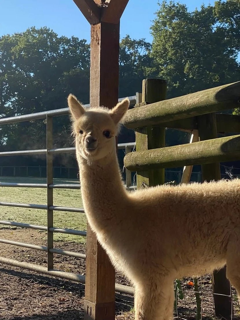 GeoffSimpsh6w's tweet photo. Soft souls on the farm https://t.co/SqGDKJaenY