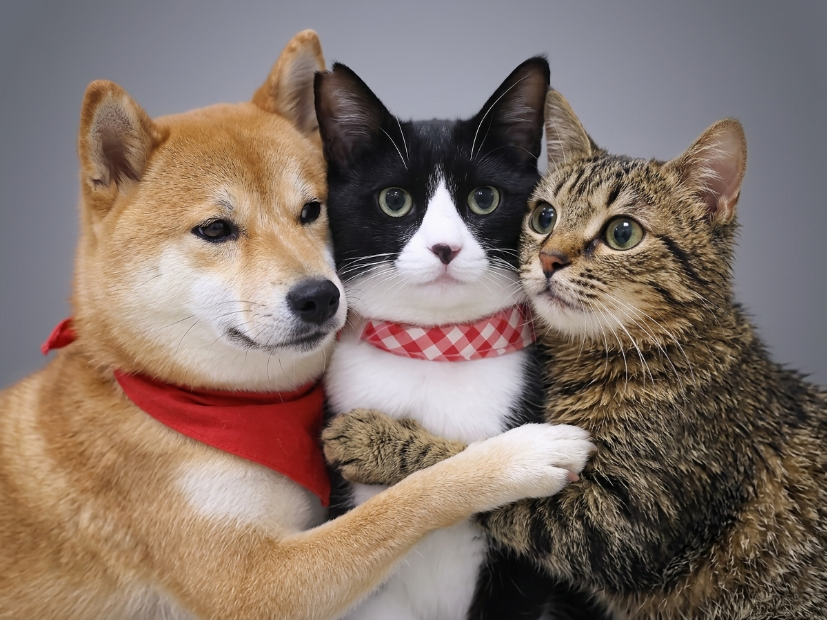 ONIGIRICOINSOL's tweet photo. $ONIGIRI is coming for $DOGE and $CATE https://t.co/cbe2Vpdpn0