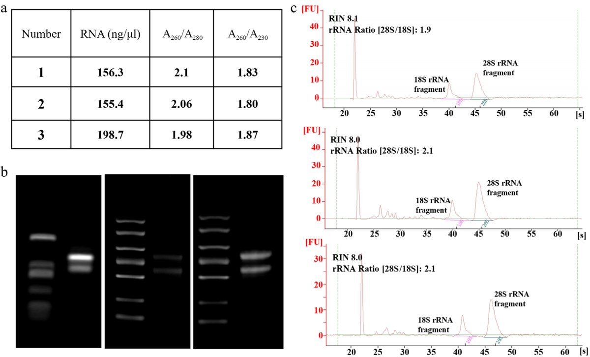 ForestryRes's tweet photo. #FRA #Protoplast #PlantBiotechnology
A robust stem-based protoplast isolation protocol for endangered mangrove Hibiscus hamabo yields ~2.0×10⁷ cells/g at 93.61% viability.
@MaximumAcademic @PlantMethods @sci_plant
Details: https://t.co/tFqpMzJZBu https://t.co/jvhAatftFH