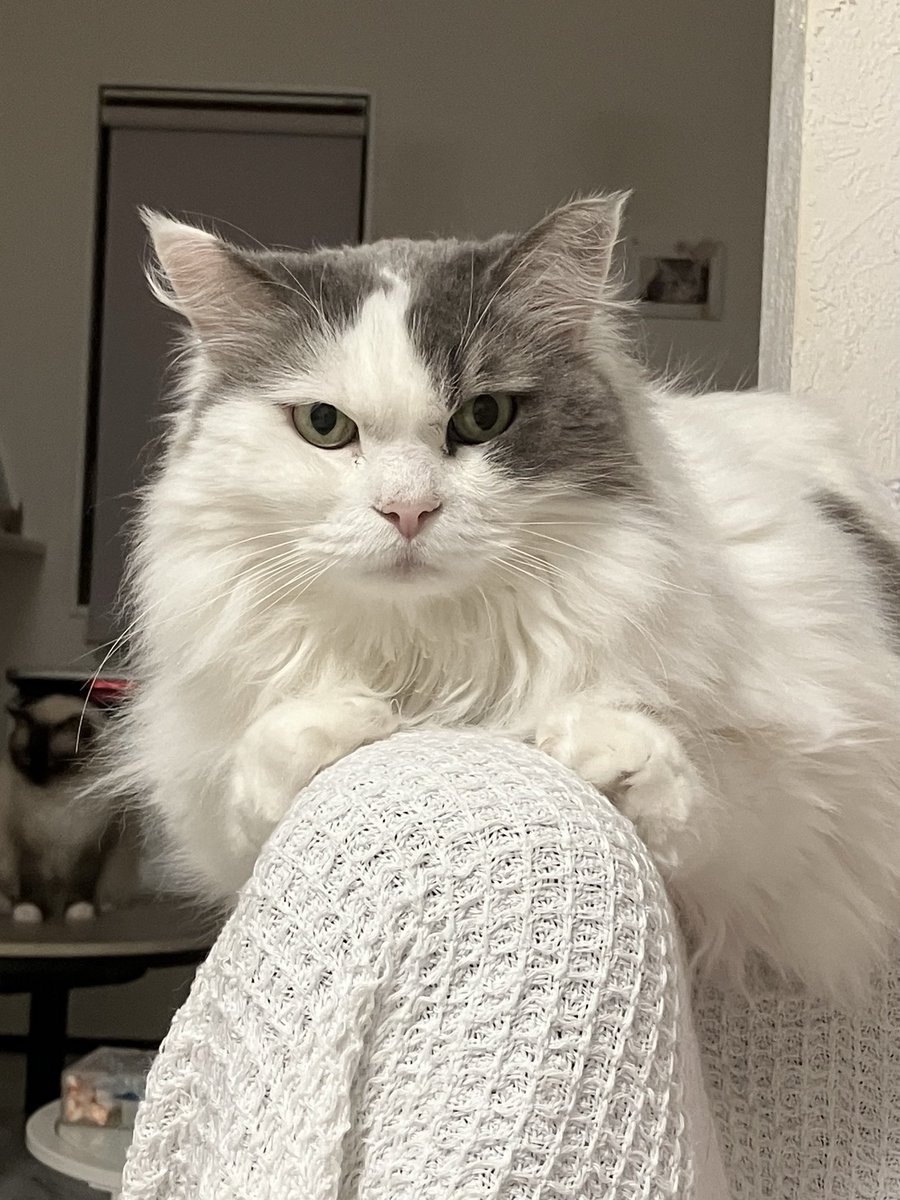 ねこカフェMimi (@verisa3773tida) / Posts / X
