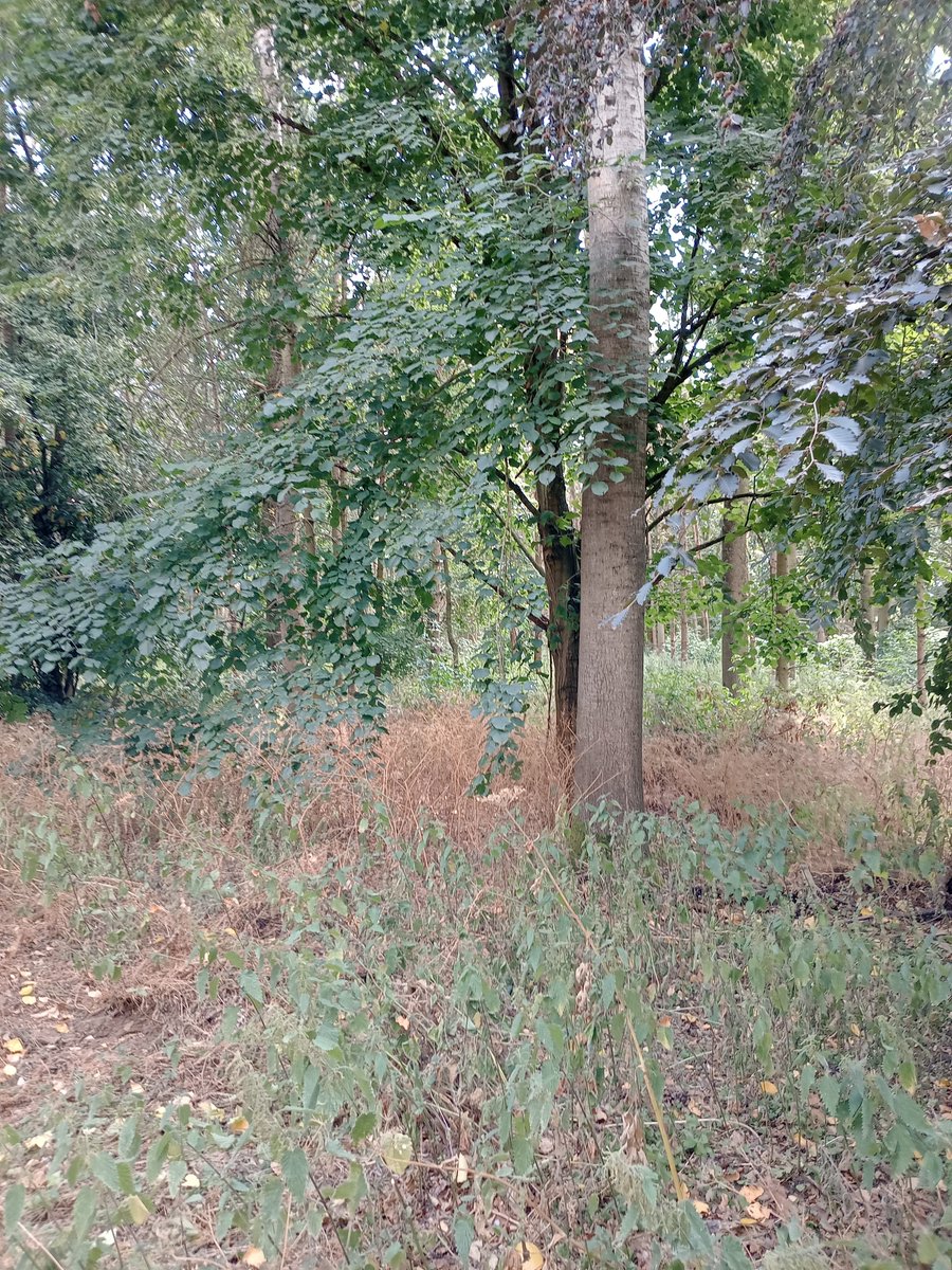 phil0073's tweet photo. Towards the site of #RectoryFarm in #FaxtonLostVillage in
#FaxtonFields ,#Northamptonshire. #PhilOnaBike #treepeople #WeekendWander https://t.co/nVpgFUn2vq