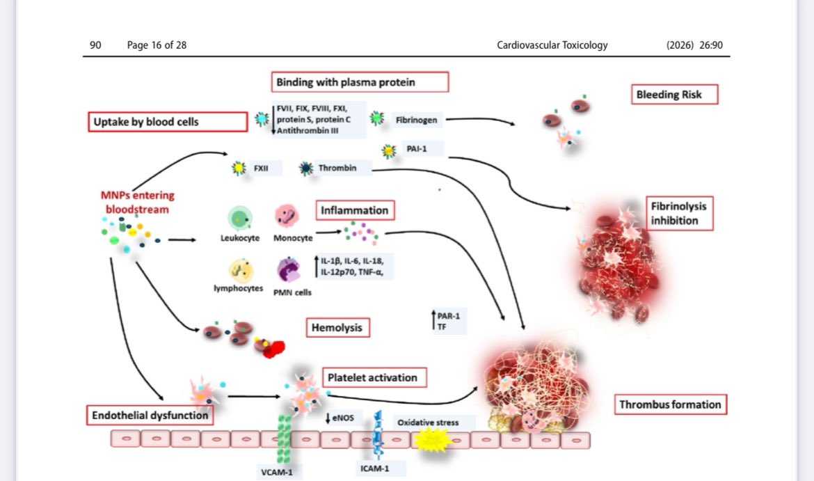 zeebasaeed's tweet photo. Delighted to share that Our systematic review “Micro-nanoplastics in Cardiovascular Disease: A Critical Update from Environmental Exposure to Clinical Implications” 
📎Read more: https://t.co/amXWd6RVGf
 #micronanoplastic #cardiovasculardisease #thrombosis https://t.co/BrkpFQFyXK