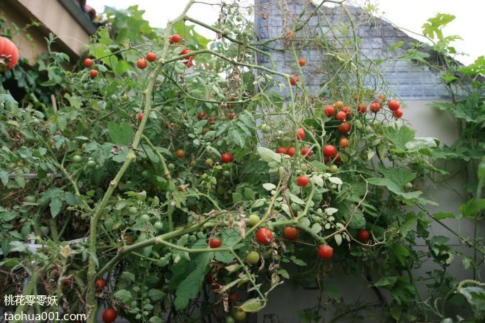 LeandroCashatt's tweet photo. Just tried the new organic cherry tomatoes from the local farm—burst with sweet juice, zero aftertaste, perfect for salads!  #FreshProduce #LocalFood https://t.co/8c9OvP3KeQ