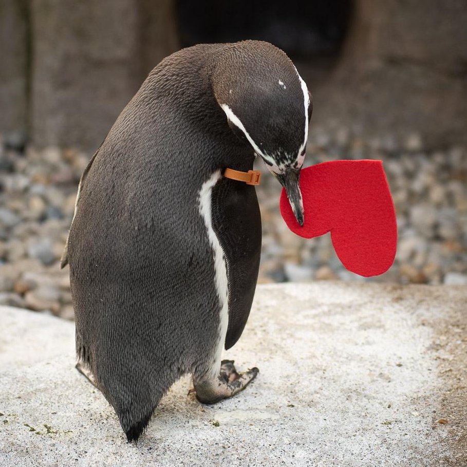 AcervoCharts's tweet photo. Pinguins gays roubaram ovos de um casal de pinguins lésbicas na tentativa de se tornarem pais. https://t.co/OfCQ8gkuri