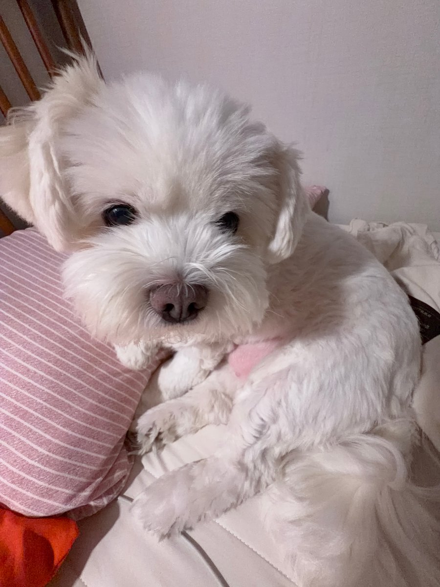 hlhmghlhmg's tweet photo. 강아지 배에 낀 거 명란젓아닙니다ㅜㅜ;;!!! https://t.co/TLTAWTcZVW