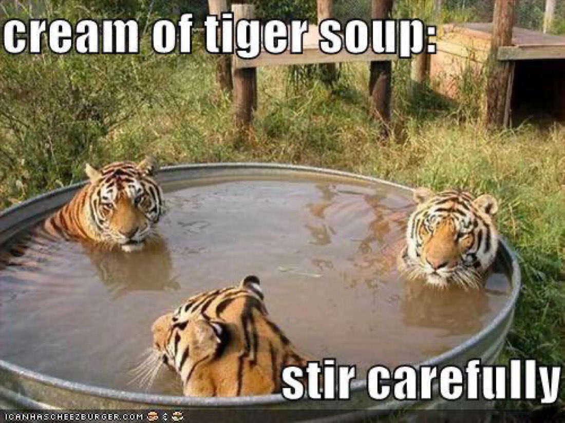 CreamyTigers2's tweet photo. Good morning friends
I'm making cream of tiger soup today anyone want some? https://t.co/8IntkOrSAi