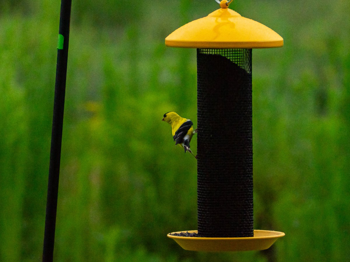 GigaR1ck's tweet photo. Finch feeder is a W.

New side quest, hand feed a wild birb. https://t.co/64d8LGtf57