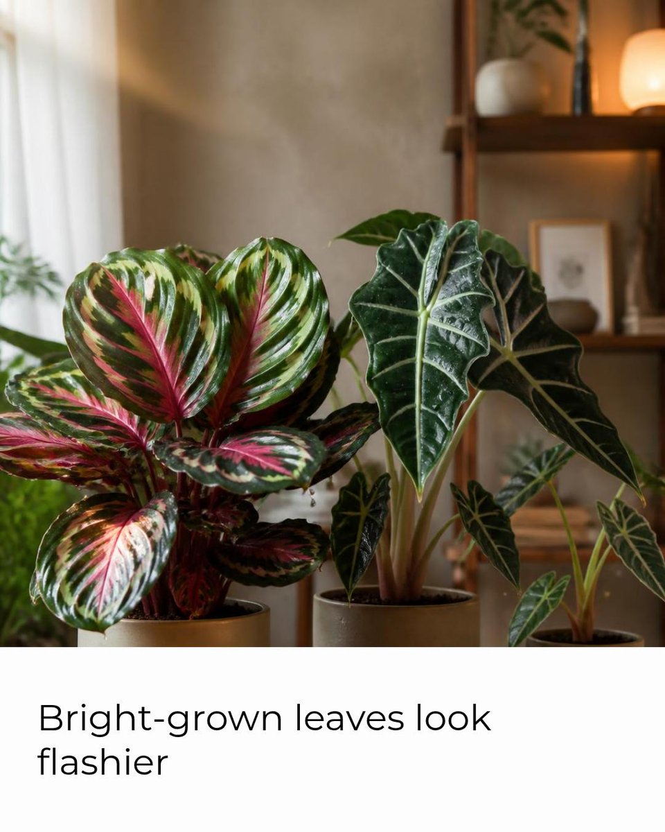 caribbean_seed's tweet photo. Fact: some tropicals (Calathea, Alocasia) hide calcium oxalate crystals as defense—grown bright-but-not-hot they put less into crystals and more into leaf size/color, so they look flashier and are slightly less irritating. #Houseplants #PlantCare Tap the link in bio. https://t.co/UxOljs0Ump