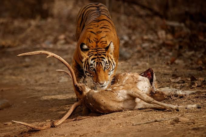 Suresh19681's tweet photo. காவிய ஞாயிறு 

நாலடியார்

எண் சாண் உடம்பு 

வலது இடது கை 

வலப்பக்கம் இடப்பக்கம் / 
வலக்கை இடக்கை 

உலகில் பெரும்பாலான உயிர்கள் தன் இடது கால்களையே எதிரியை அடிக்க பயன்படுத்துகின்றன. நமக்கும் இடது கையே வலிமையானது.

நாலுடியார் பாடல் 300

காட்டு மானைக் கொன்ற வேங்கைப் புலி https://t.co/jF5XPLtRCg