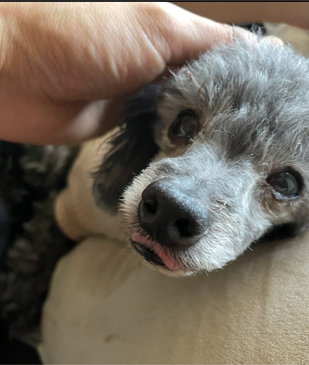 ssfmiyf's tweet photo. 皆様、お久しぶりです
兄犬であるふじと、8/1の朝旅立ちました
推定5歳で保護されてから、7月30日に引き取った事を良いことに勝手に誕生日にし、まるまる11年間、私たち夫婦と一緒に過ごしてくれました
ちょっといろいろ語ってもいいですか https://t.co/v8rjWFIXpm
