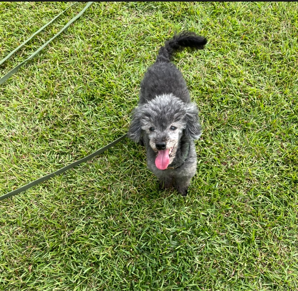 ssfmiyf's tweet photo. 皆様、お久しぶりです
兄犬であるふじと、8/1の朝旅立ちました
推定5歳で保護されてから、7月30日に引き取った事を良いことに勝手に誕生日にし、まるまる11年間、私たち夫婦と一緒に過ごしてくれました
ちょっといろいろ語ってもいいですか https://t.co/v8rjWFIXpm