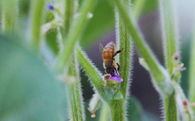Agroverdad's tweet photo. INTA y CONICET🌱🐝

Soja. Un estudio redefine el rol de los insectos polinizadores como factor para maximizar rindes

➡️ https://t.co/fyLIaMS5DB

 #AgroTitular #AgroCordoba #agro #campo #soja #polinizadores https://t.co/jQn3uFquRb