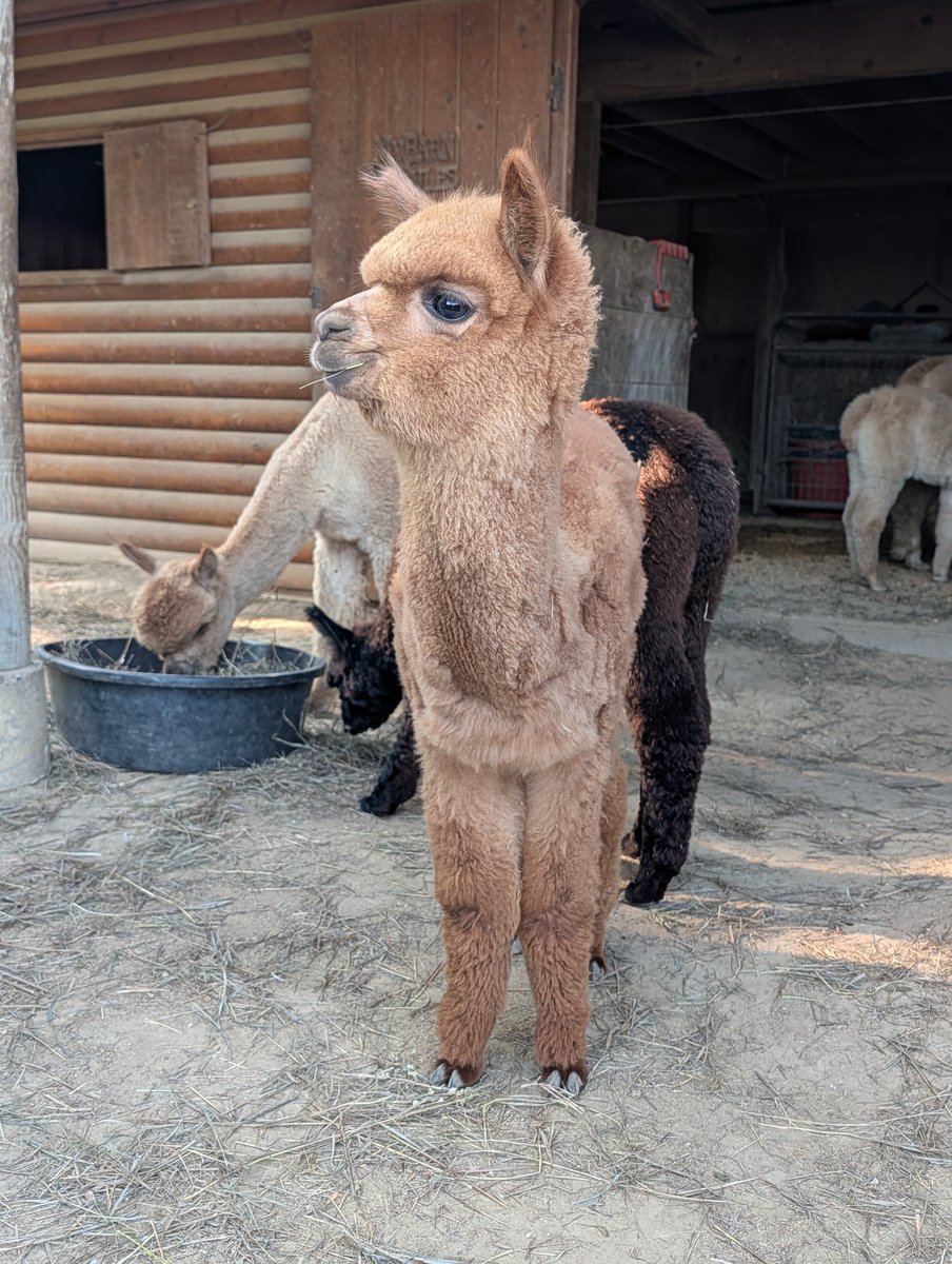 Pizza__Alert's tweet photo. I got to drink wine with alpacas last night and it was amazing! 🍷🦙 https://t.co/5r0GblCTbA