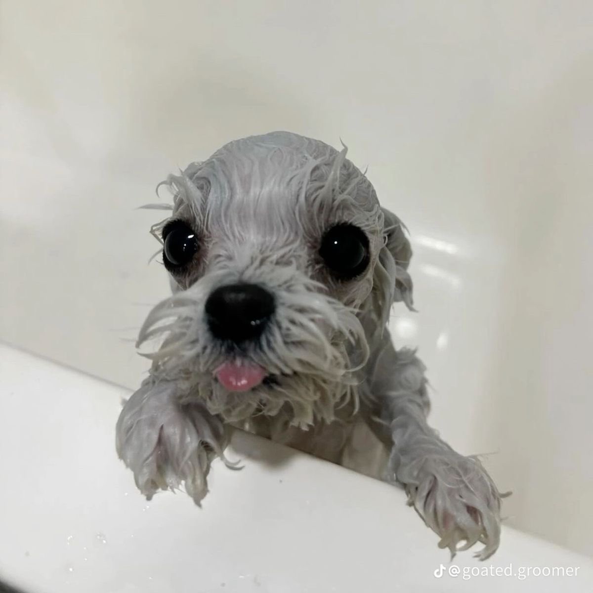 twaniimals's tweet photo. https://t.co/FtogW9g2o4