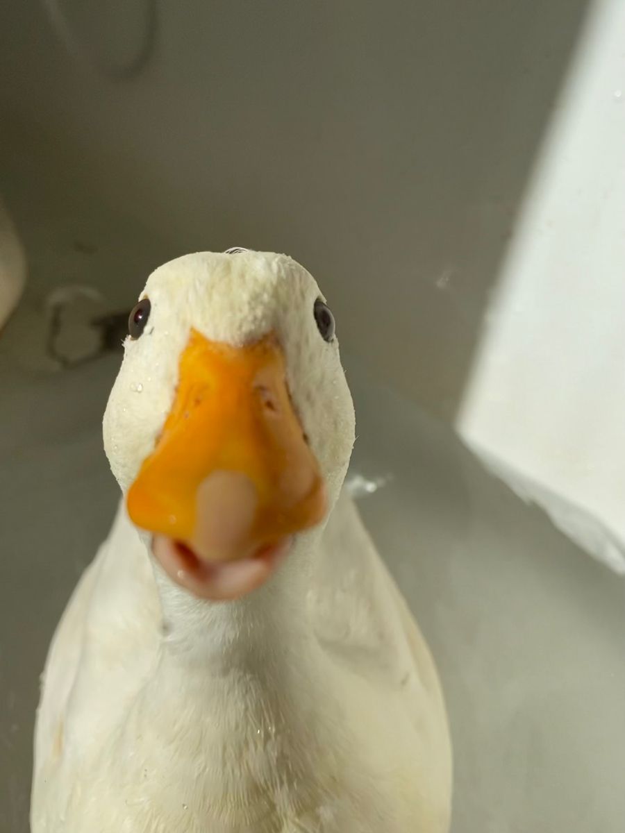 theduckposter's tweet photo. https://t.co/zF4EctimTi