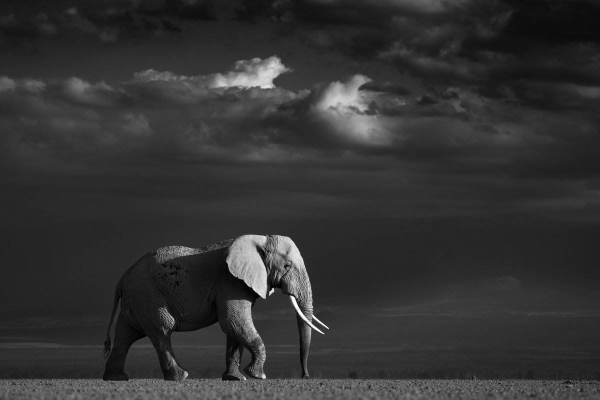 bernabephoto's tweet photo. Many of you asked to see the entire, non-cropped, horizontal version of this photograph. Here you go. https://t.co/wnfW8h1P01