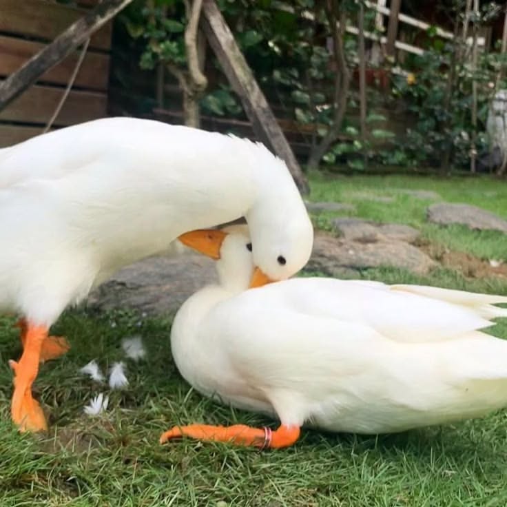 theduckposter's tweet photo. https://t.co/kJok7glJoW