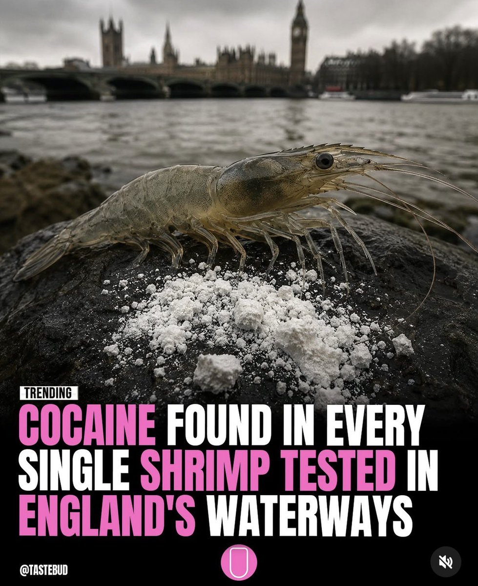 Impish_Bunny's tweet photo. at last, somebody is taking shrimp welfare seriously https://t.co/Yex8prEkqQ
