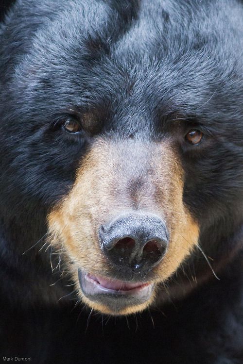 bearsdaily_'s tweet photo. https://t.co/HYh4d01mSD