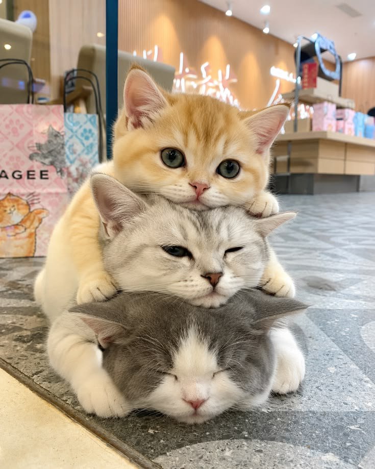 nekocatts's tweet photo. https://t.co/3wMffIqmhO