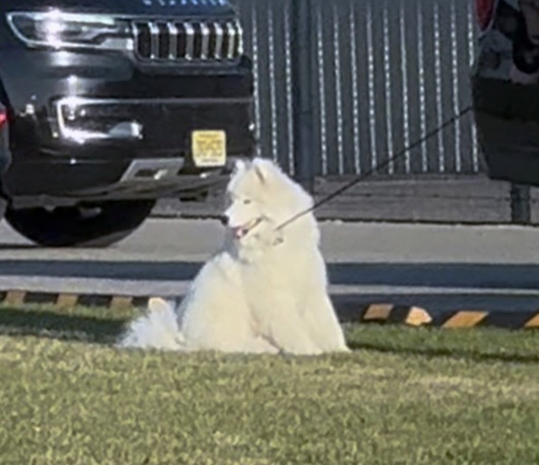 TheTSDaily's tweet photo. 🐶 | "Wendy" is allegedly the name of Taylor Swift and Travis Kelce's dog. https://t.co/IeDYzYGTzX