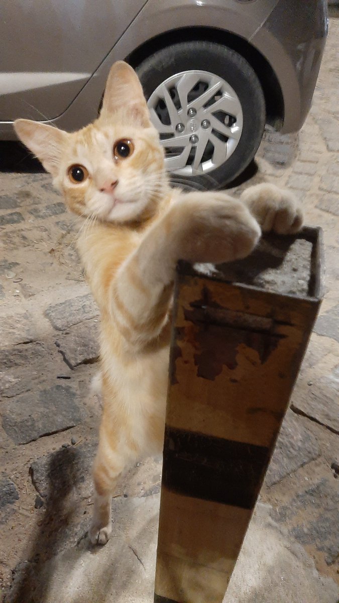 hellcatspngld's tweet photo. ontem fiquei tao impactada com a fofura dessa criaturinha que encontrei na pizzaria que noite passada sonhei que adotava ele https://t.co/myfjg2fbFk