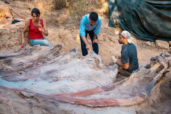 AMAZlNGNATURE's tweet photo. Portuguese man accidentally discovers fossils of an 82 foot long dinosaur in his backyard

The fossilized remains were found during construction work at a home in Portugal and later identified as a 25 meter long sauropod, one of the largest dinosaurs ever found in Europe https://t.co/y51GIzxW7e