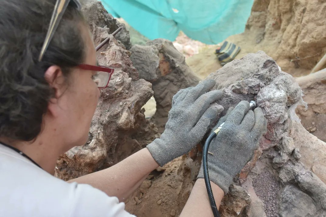 AMAZlNGNATURE's tweet photo. Portuguese man accidentally discovers fossils of an 82 foot long dinosaur in his backyard

The fossilized remains were found during construction work at a home in Portugal and later identified as a 25 meter long sauropod, one of the largest dinosaurs ever found in Europe https://t.co/y51GIzxW7e