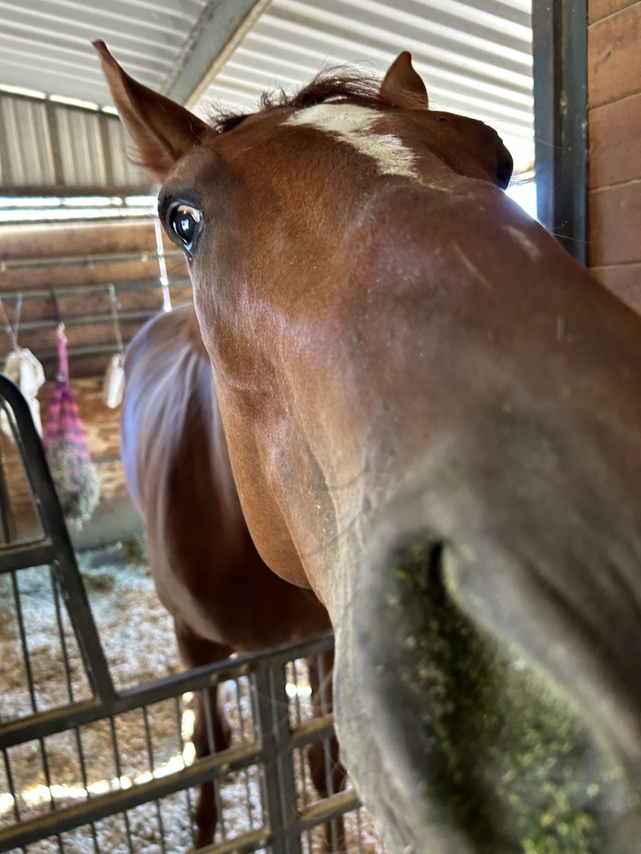 boileddenims87's tweet photo. goofy ass horse https://t.co/534rLk2UsO