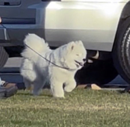 metmidnights's tweet photo. O NOME DA CACHORRA QUE A TAYLOR E O TRAVIS ADOTARAM É WENDY https://t.co/8h8dtWow4I