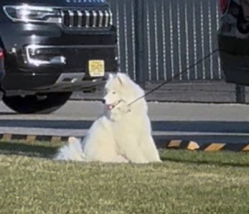 metmidnights's tweet photo. O NOME DA CACHORRA QUE A TAYLOR E O TRAVIS ADOTARAM É WENDY https://t.co/8h8dtWow4I