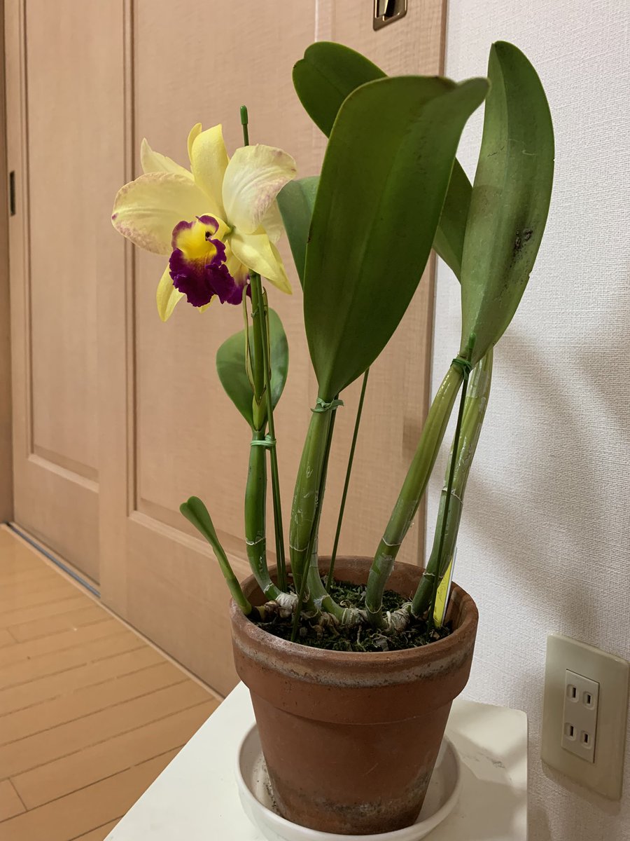 takemamin's tweet photo. ボルケーノファイヤー’ルチーノ’今年2回目、咲きました。新バルブが成長中なので冬にまた咲いてくれそうです https://t.co/4XaIf47E3B