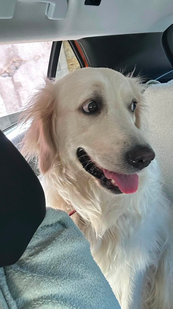 BRINDILLE851's tweet photo. ·
Tu es de Barbentane
Najat Pomares 
 Bonjour à tous,
Notre chienne Joy a été volée dans notre jardin, alors que mon mari était présent. à Barbentane.
Je vous en supplie, si quelqu’un a vu Joy ou a été témoin de quelque chose, merci de nous contacter au plus vite.
Mon mari a déposé une plainte auprès de la gendarmerie.
Merci de partager ce message un maximum afin de nous aider à retrouver notre chienne. 
J’espère de tout cœur que Joy sera retrouvée rapidement. Courage à vous