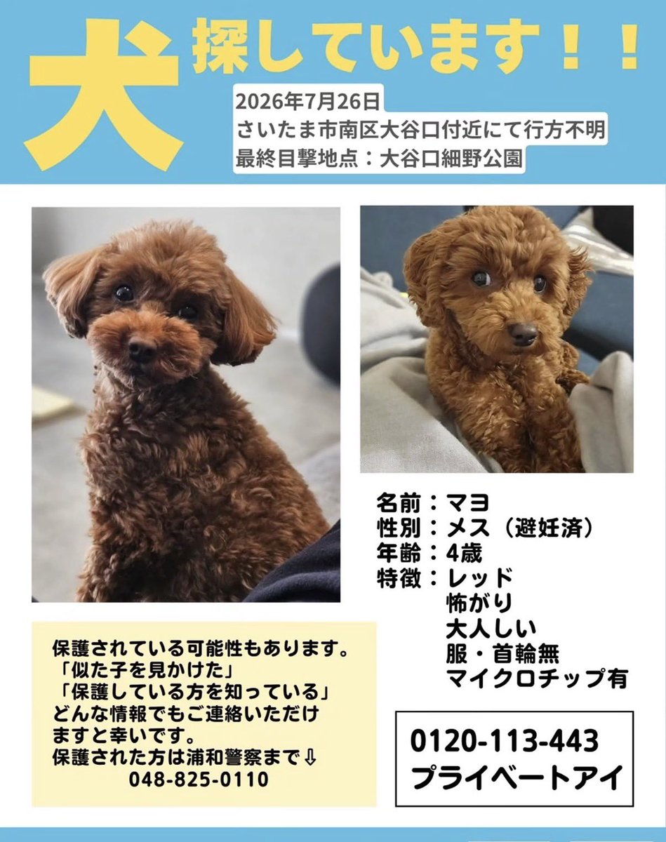 peruchacu's tweet photo. 【さいたま市南区大谷口から居なくなった犬を探してます。】付近にお住まいの方、目撃されたなどありませんでしょうか。些細な情報でも構いません。居なくなって1週間が経過しました。飼い主さん→@mayo20260726  #さいたま市　#川口市　#蕨市　#東浦和 https://t.co/7R4jKZH9NX