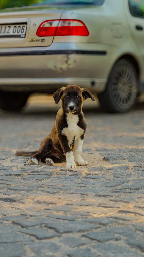 DogDeskAction's tweet photo. Every community dog was failed by a person.
No dog chooses to be abandoned. No puppy chooses to be born on the streets.
Community dogs are the result of human actions. They always have been.
#TurkeysSlaughterLaw https://t.co/0HNbxiOL9J