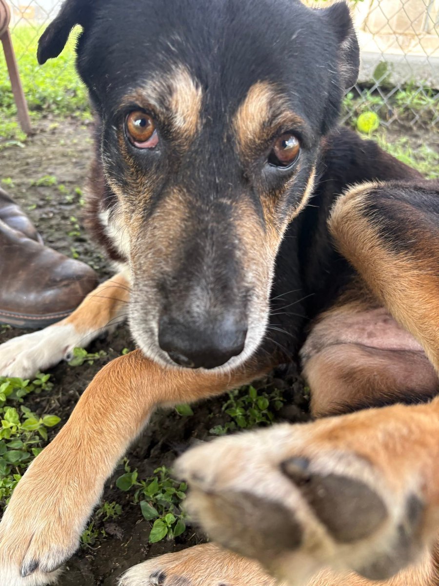 LisaBrabson's tweet photo. TOBIAS #A387294 8yo
WE have got to save this adorable, precious boy!
TOBIAS has a ❤️ the size of TEXAS 🇨🇱 Her will love u like no other!
Well mannered,gentle,intelligent,EXTREMELY lovable!
Plz ⌛️ HURRY to #CorpusChristiACS #ADOPT OR #FOSTER this darling boy!
Plz #Pledge4Rescue https://t.co/79sz4H20xr