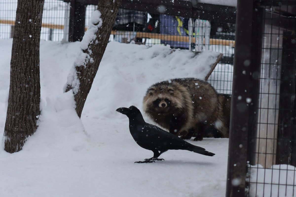 HaruhikoBoss429's tweet photo. lock-on
 #エゾタヌキ
 #旭山動物園
※2025/1/2 https://t.co/bj570RPrUm