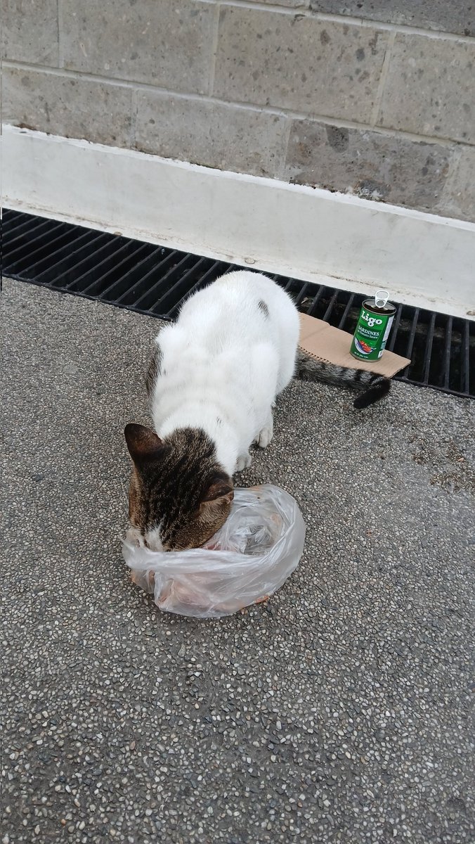 applesclitter's tweet photo. kung kailan droga lang laman ng bag ko tsaka may stray eno. hope to see u around para mabigyan kita yummy treats https://t.co/MCy8CG3nhO