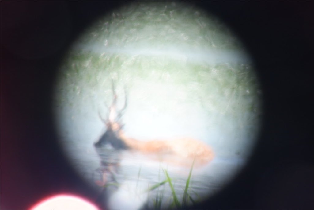 butadora's tweet photo. 釧路で避暑してきた🦌 https://t.co/xqHHke8sB7