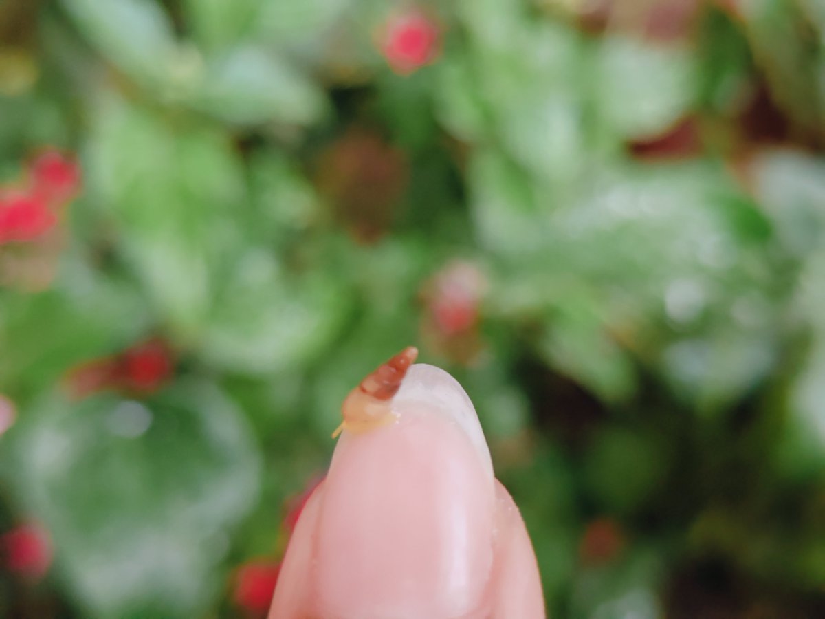 SabhS_22's tweet photo. A tiny unicorn snail 🐌

Slow and steady https://t.co/wA0yKOvjjm