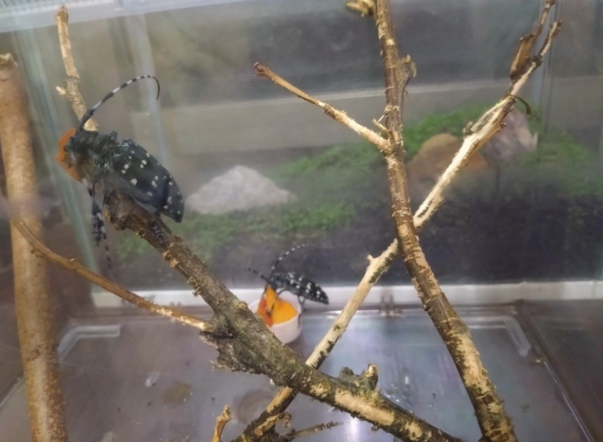 avotane's tweet photo. 閉じ込め中のゴマダラカミキリ

ゴミとして出る果物の傷んだ所や芯、どうせ剪定したかった枝など

ヒトが捨てるものだけで命を繋いでいます。

結局マウンティング行動は今もちょこちょこあるけど、しつこくなさそうなのでそのまま。
きゅうりのヘタとミニトマトは食べず、やはり果樹の敵です😉🌳 https://t.co/XDH3Nway1u
