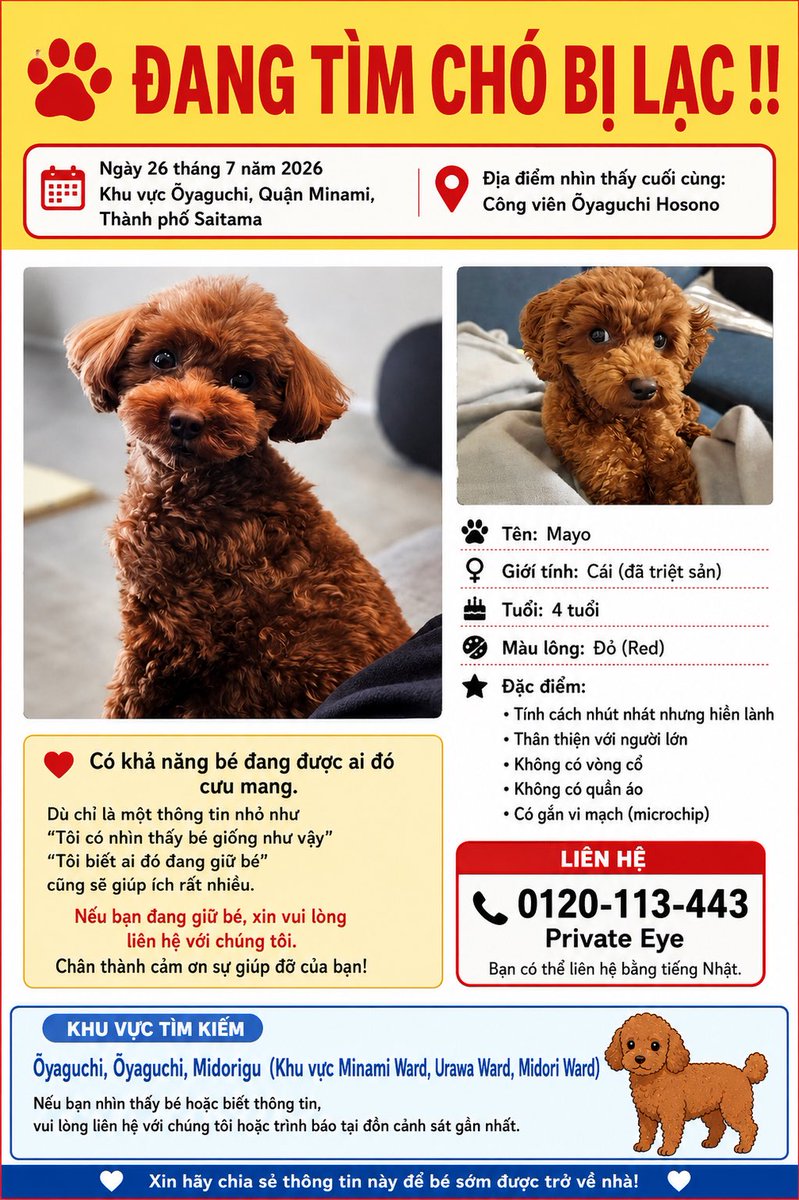 peruchacu's tweet photo. 🚨 ĐANG TÌM CHÓ BỊ LẠC
Toy Poodle màu đỏ tên Mayo.
📍Mất tích ngày 26/07/2026 tại Ōyaguchi, Minami-ku, Saitama.
📍Nhìn thấy lần cuối: Công viên Hosono.
Nếu bạn nhìn thấy hoặc đang chăm sóc bé, xin vui lòng liên hệ với chúng tôi.
Xin cảm ơn! 🙏 #TimChoLac
#ChoDiLac https://t.co/gzH6eP4Mqg