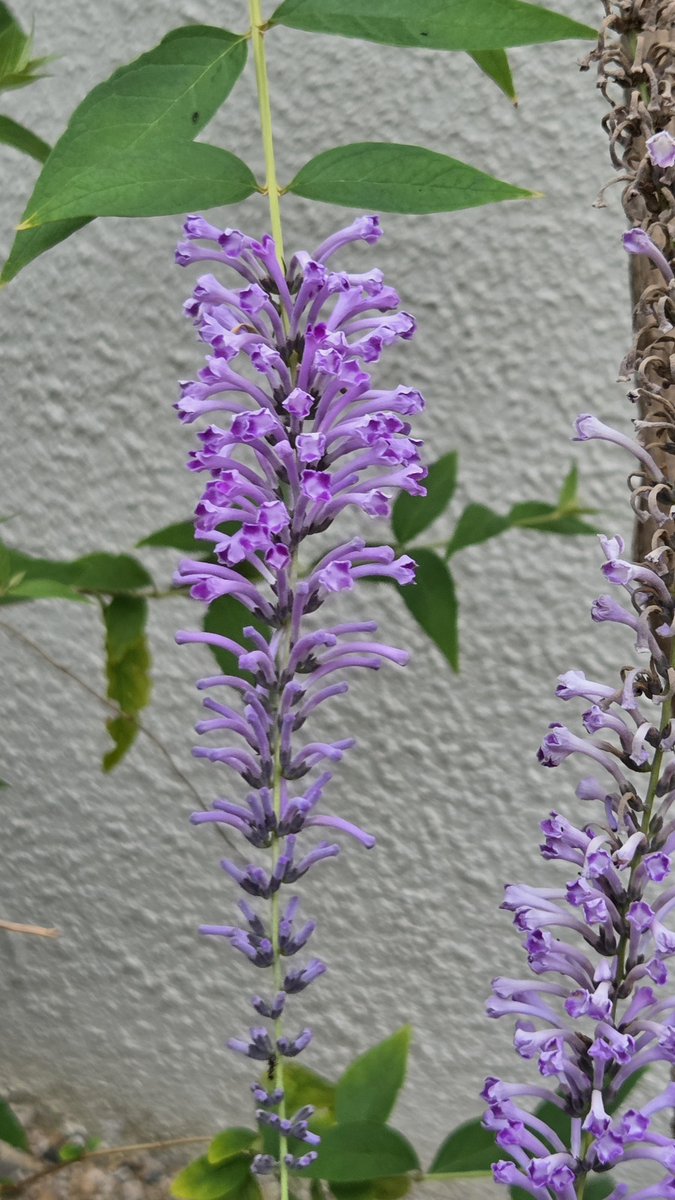 edelweice2's tweet photo. 余りにも暑くてどこにも行けず…
今回も朝散歩の木の花🚶‍♀️
①② フサフジウツギ（房藤空木）
③④ ヤノネボンテンカ（矢の根梵天花）
　別名／タカサゴフヨウ（高砂芙蓉）
7／29 https://t.co/97CmjdNW2W