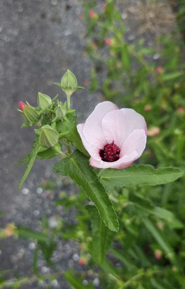 edelweice2's tweet photo. 余りにも暑くてどこにも行けず…
今回も朝散歩の木の花🚶‍♀️
①② フサフジウツギ（房藤空木）
③④ ヤノネボンテンカ（矢の根梵天花）
　別名／タカサゴフヨウ（高砂芙蓉）
7／29 https://t.co/97CmjdNW2W