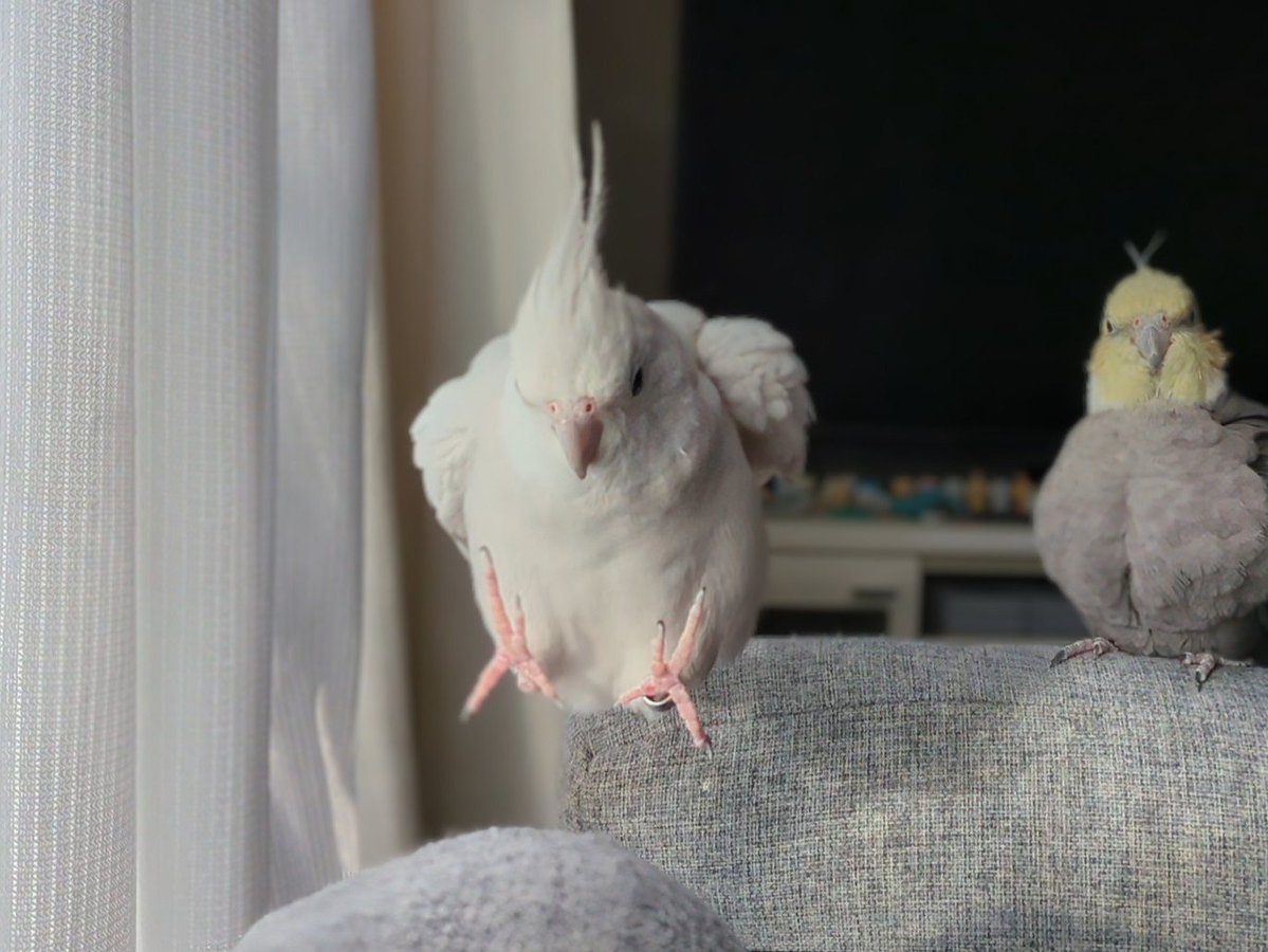 torichandayone's tweet photo. もふもふな生き物 https://t.co/Of90vqyGqd