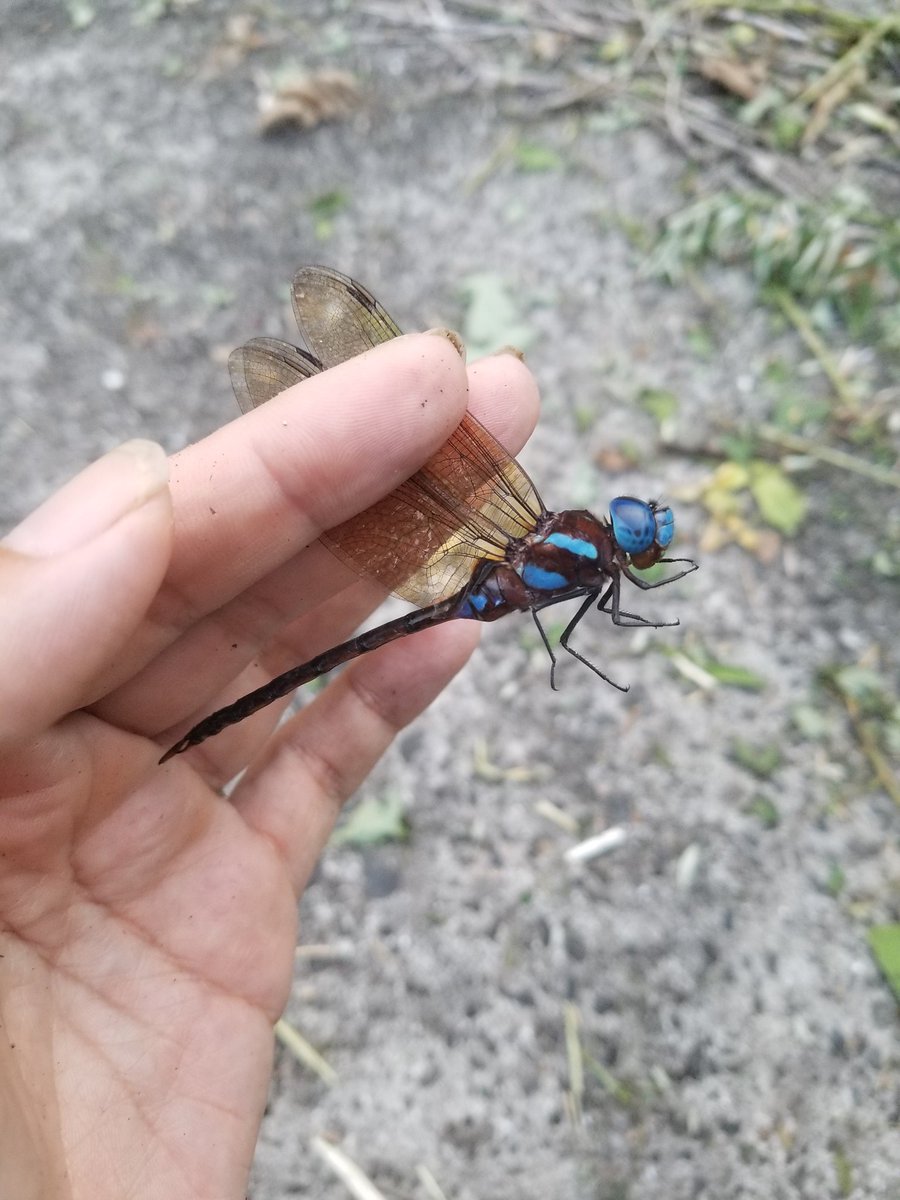 yagohito's tweet photo. #トンボ砂漠調査記録
#昆虫
#生物
#トンボ
黄昏飛翔
捕獲はマルタンヤンマ♂２、ネアカヨシヤンマ♀、ギンとカトリ１
ネアカは３頭が高飛、ヤブヤンマの雌雄もいた。カトリヤンマは最低２頭、今年はかなり多いかも。 https://t.co/nUWTyo2Sa7